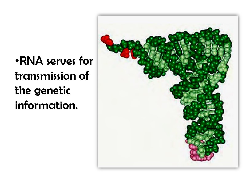 RNA serves for transmission of the genetic information.